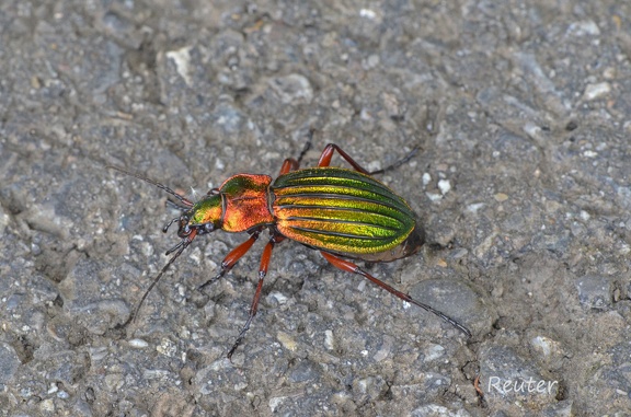 Goldglänzender Laufkäfer (Carabus auronitens)